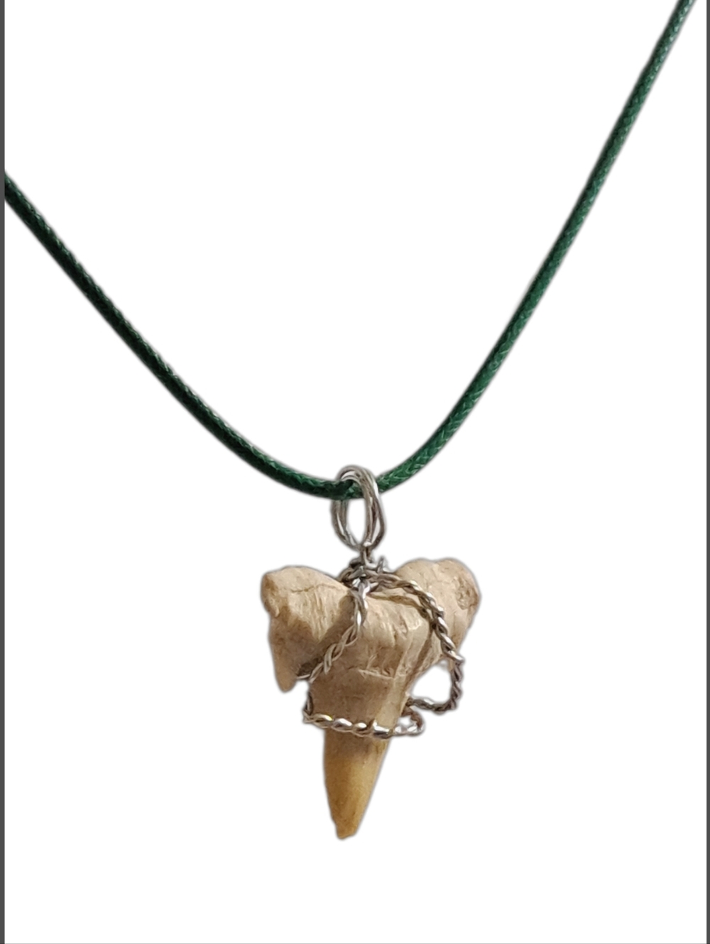 Genuine Fossilized Shark Tooth Pendant with Green Cord Necklace - Picture 5 of 6